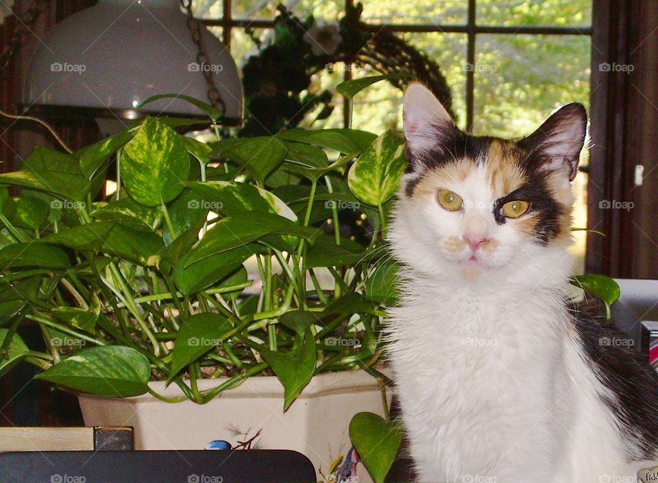 Flower and Cat