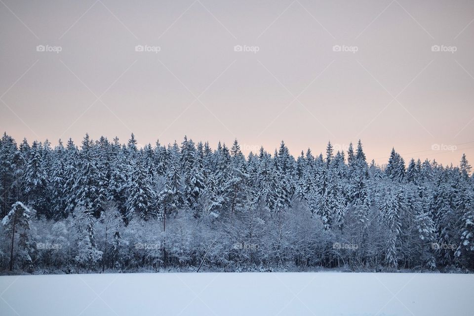 Trees in winter