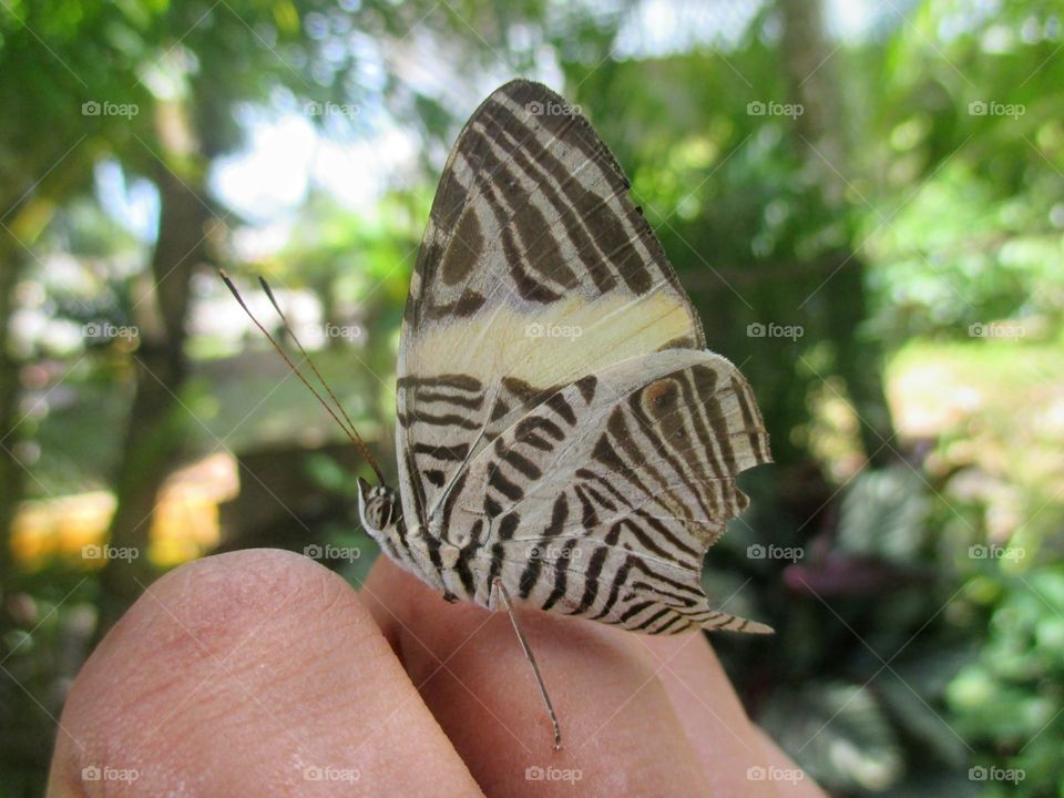 Zebra Butterfly