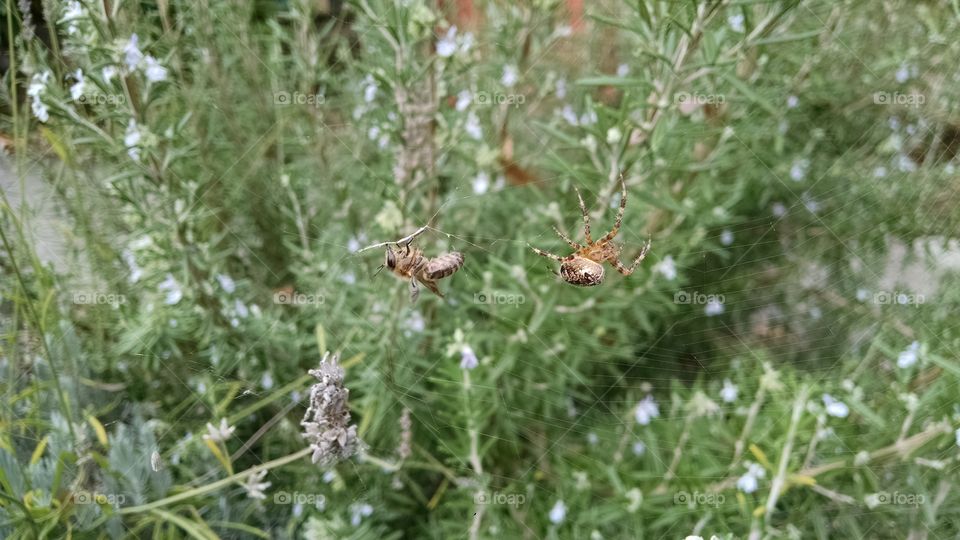 Web. A bee caught in a spider web.