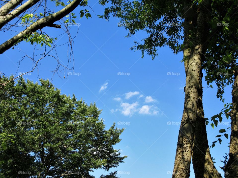 trees with tiny cloud
