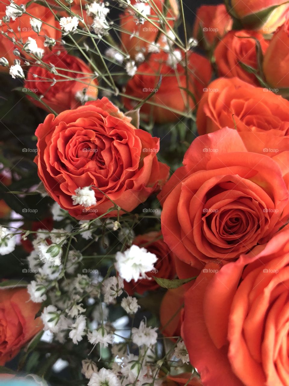 Orange spray roses