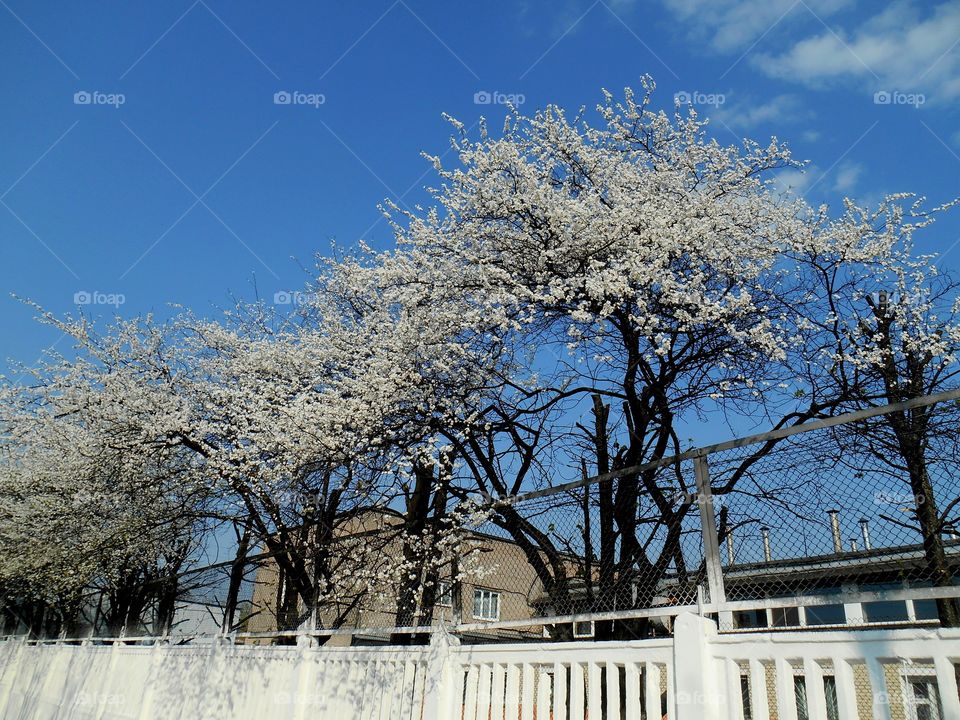 Snow, Winter, Tree, Frost, Cold