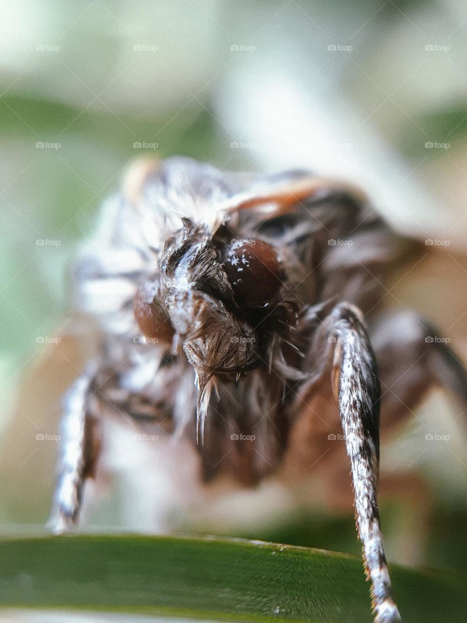 portrait of a wet insect clinging to the grass