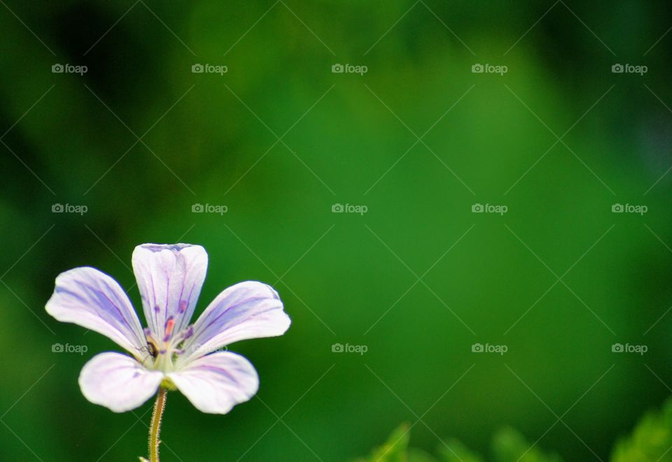 single flower