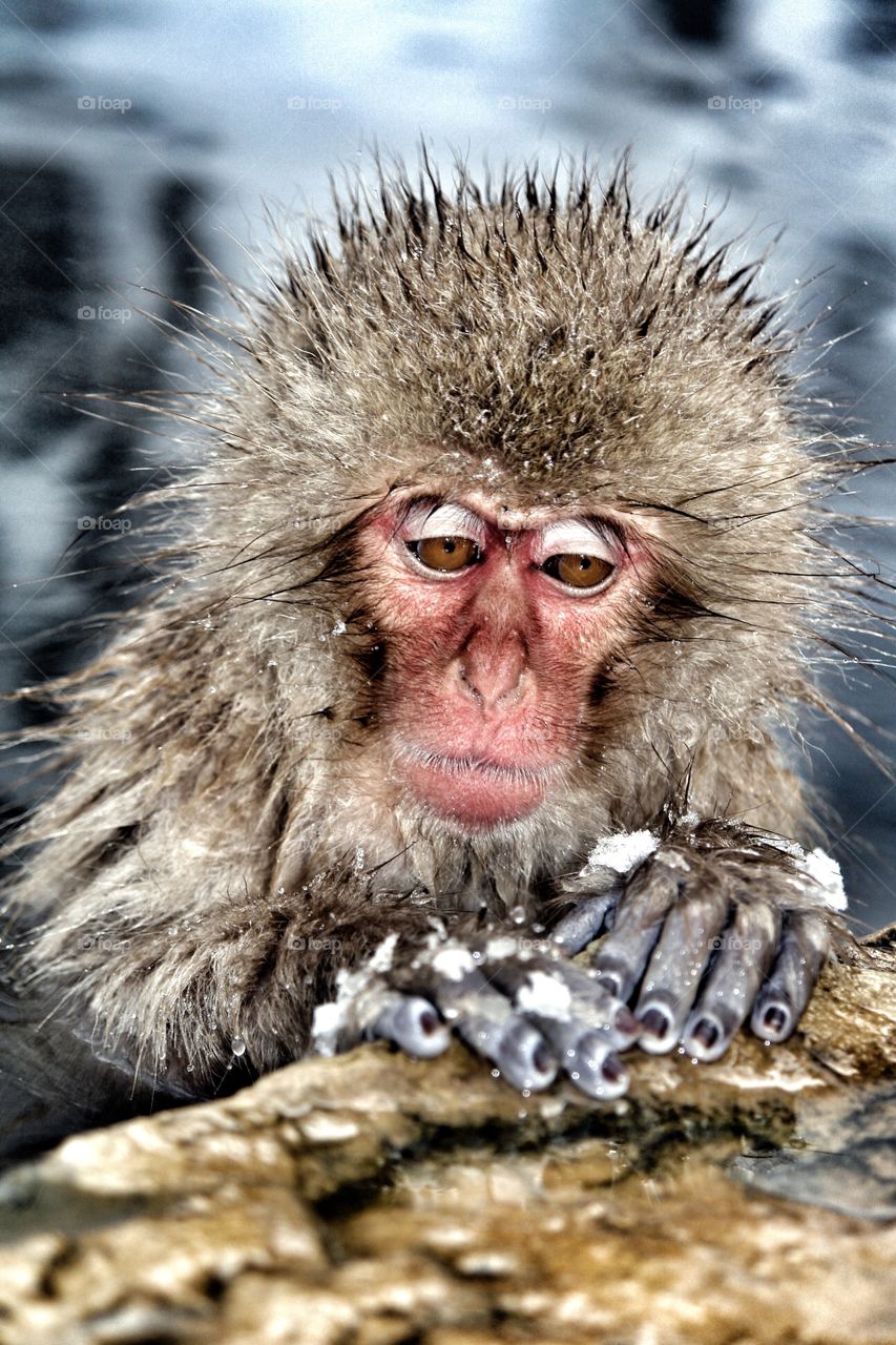All by myself . Japanese snow monkey alone with sad face 