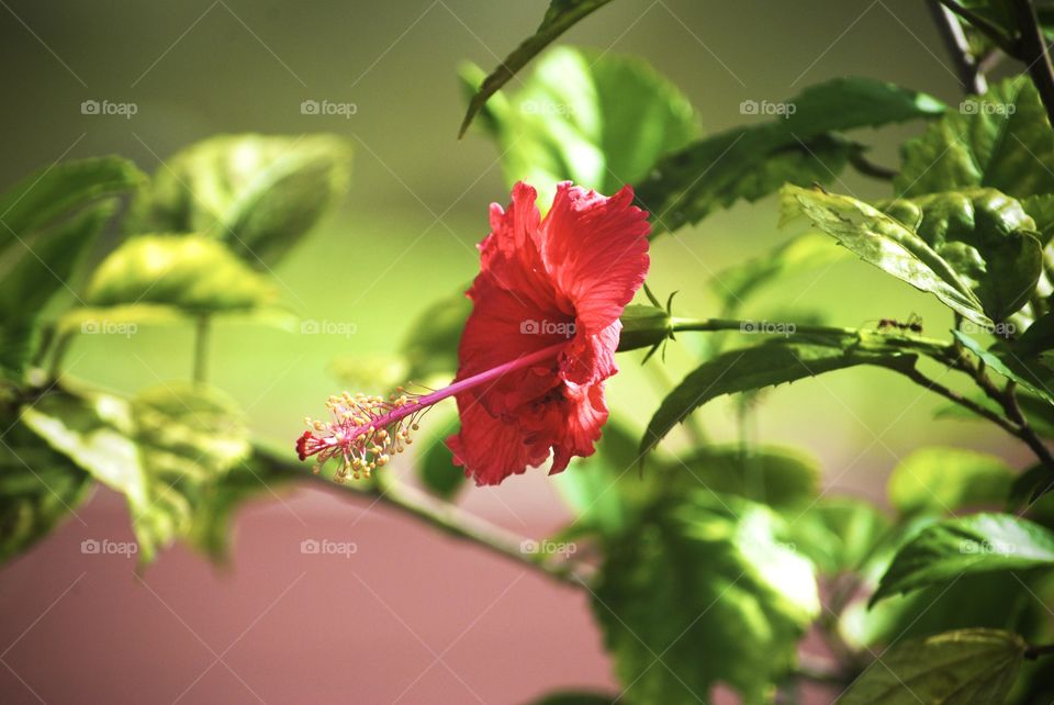 Red Hibiscus 