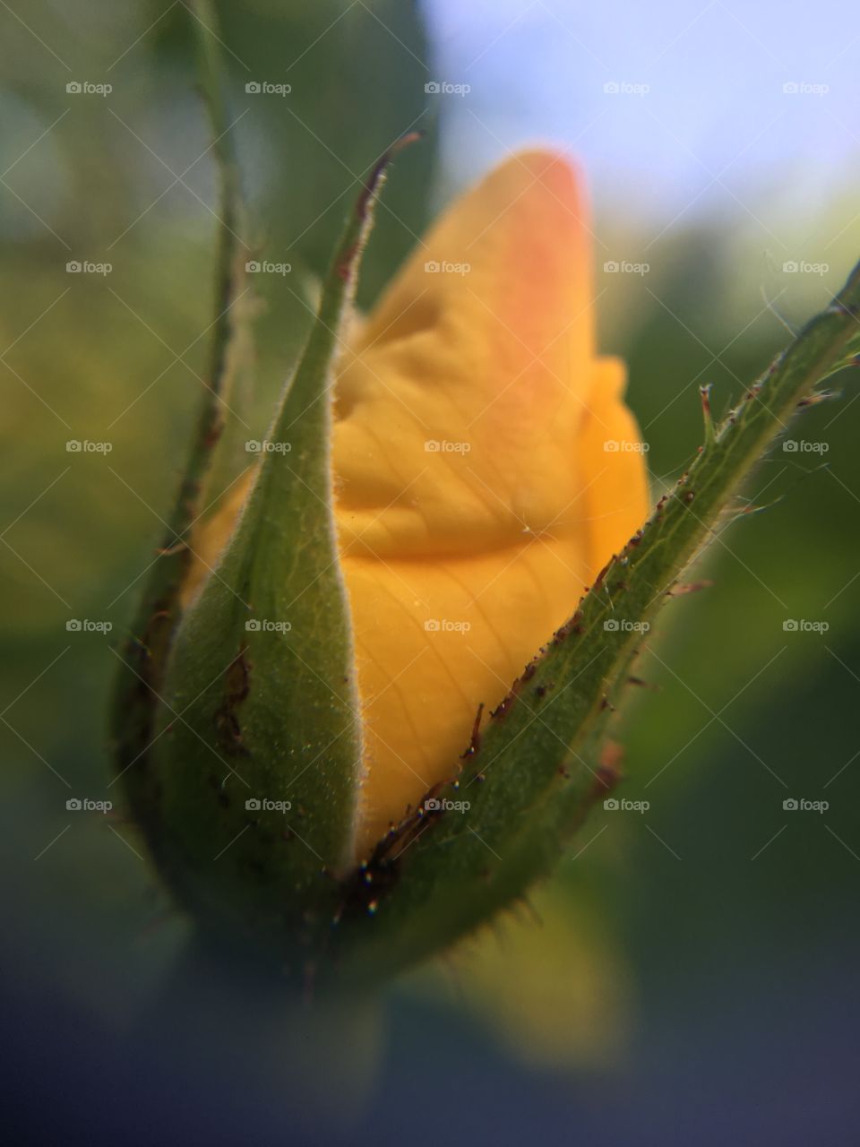 Nature, No Person, Flower, Insect, Leaf