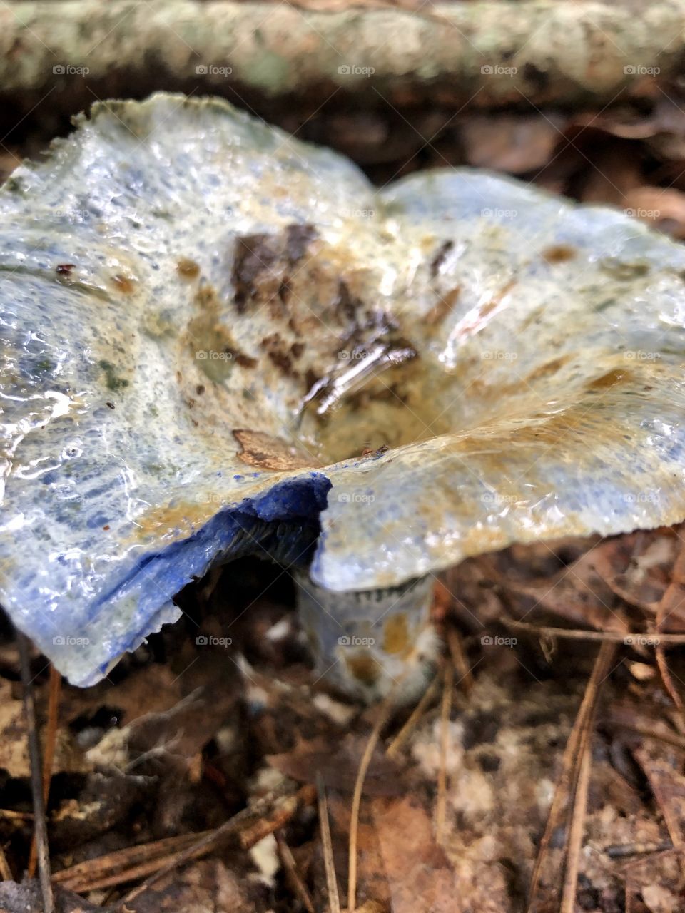 Wild blue mushroom closeup 