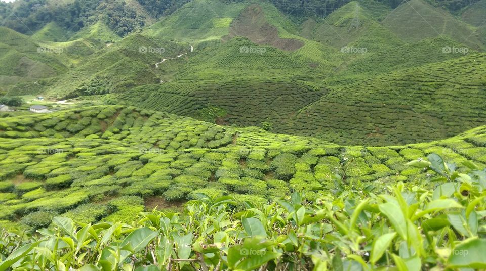 ladang teh