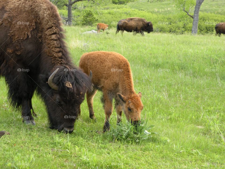 Buffalo family 