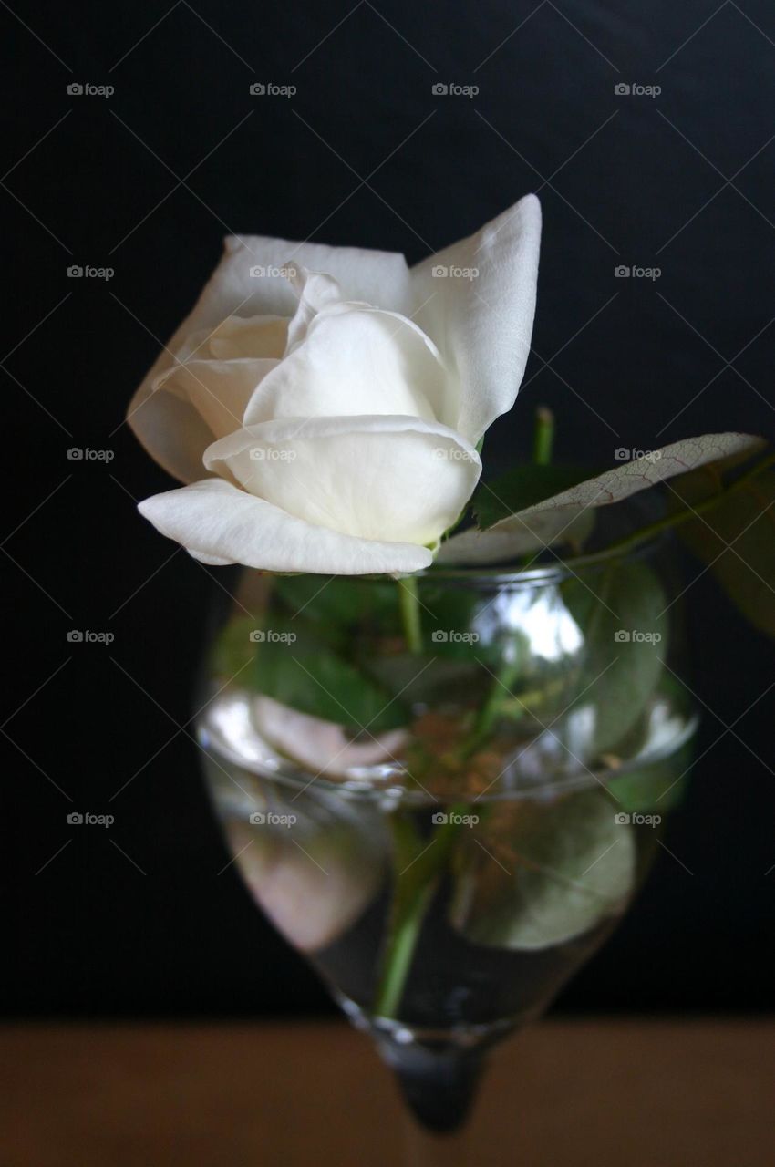 Closeup of white rose in wine cup vase against black background 