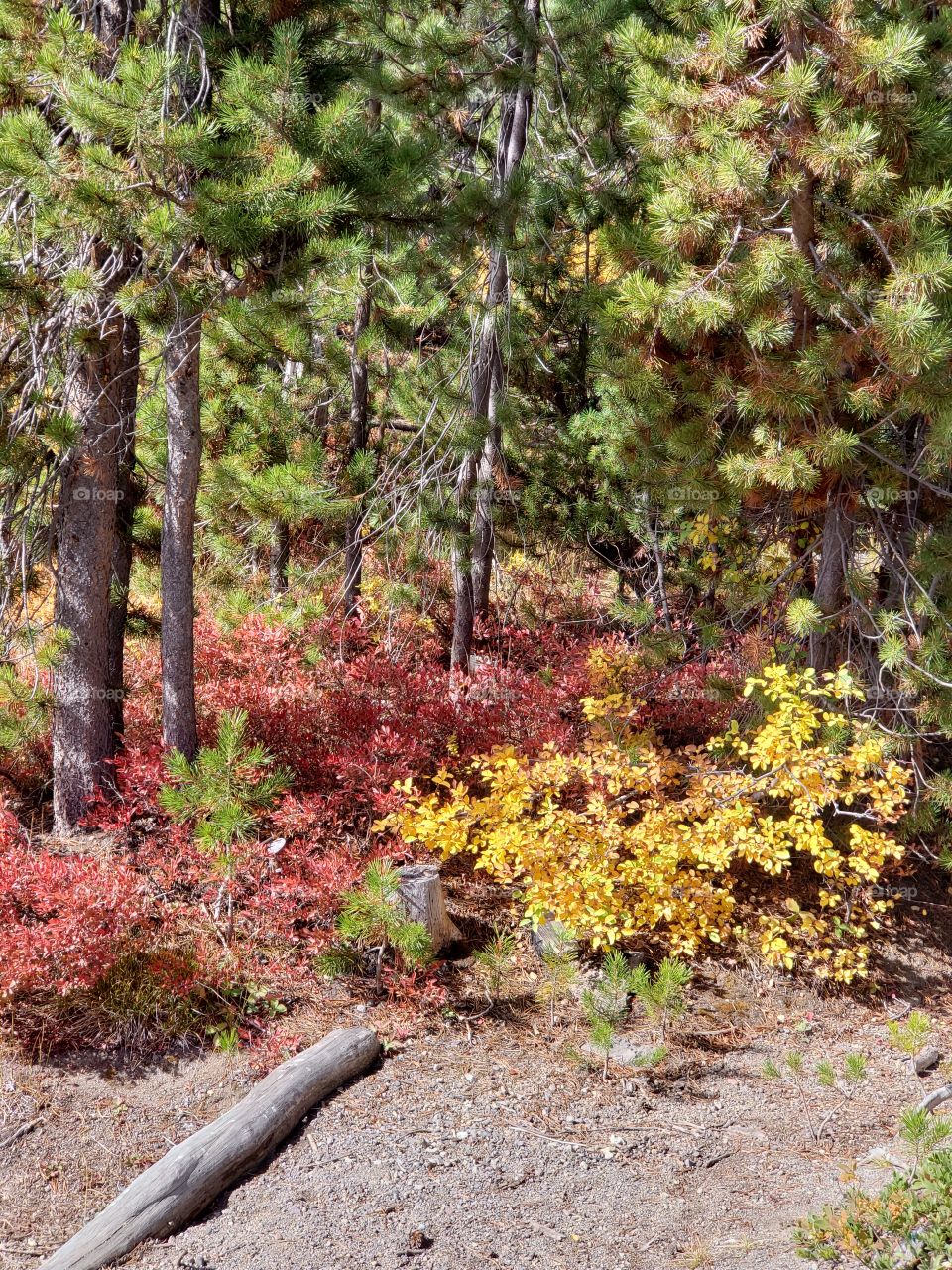 Brilliant fall colors of a landscape on the shores of Elk Lake in Oregon’s Cascade Mountains