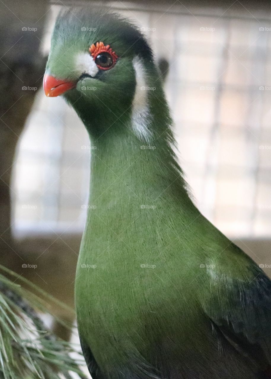 I don't know the name of this bird but isn't it beautiful? what you think?