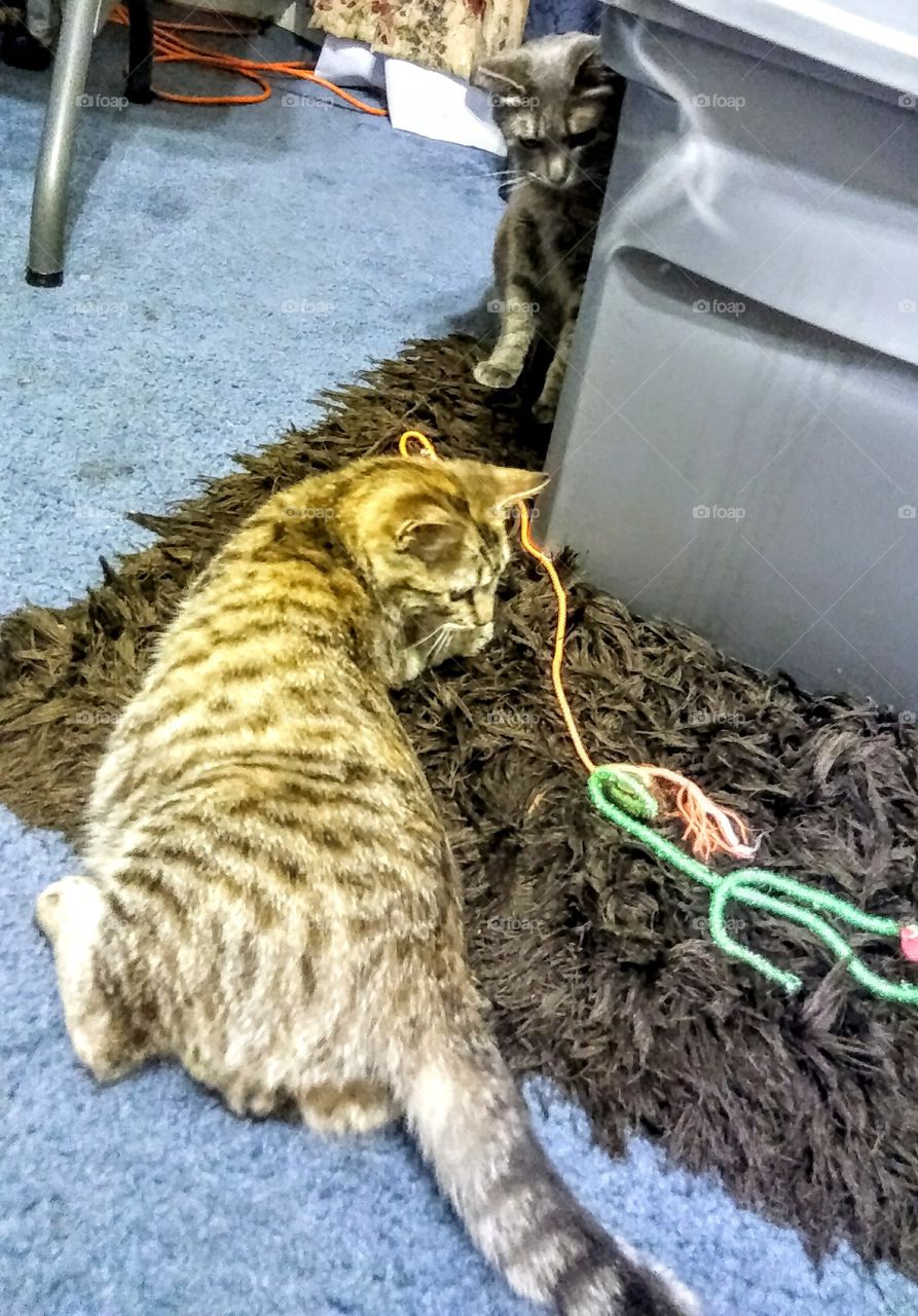 String play for kitty