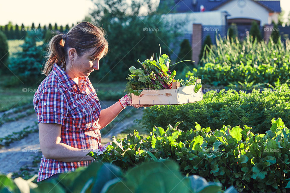 Woman working in a home garden in the backyard, picking the vegetables and put to wooden box. Candid people, real moments, authentic situations
