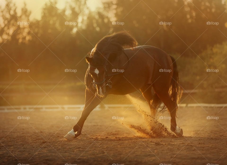 Spanish horse in sunlight