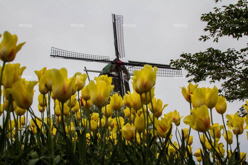 Tulips in field