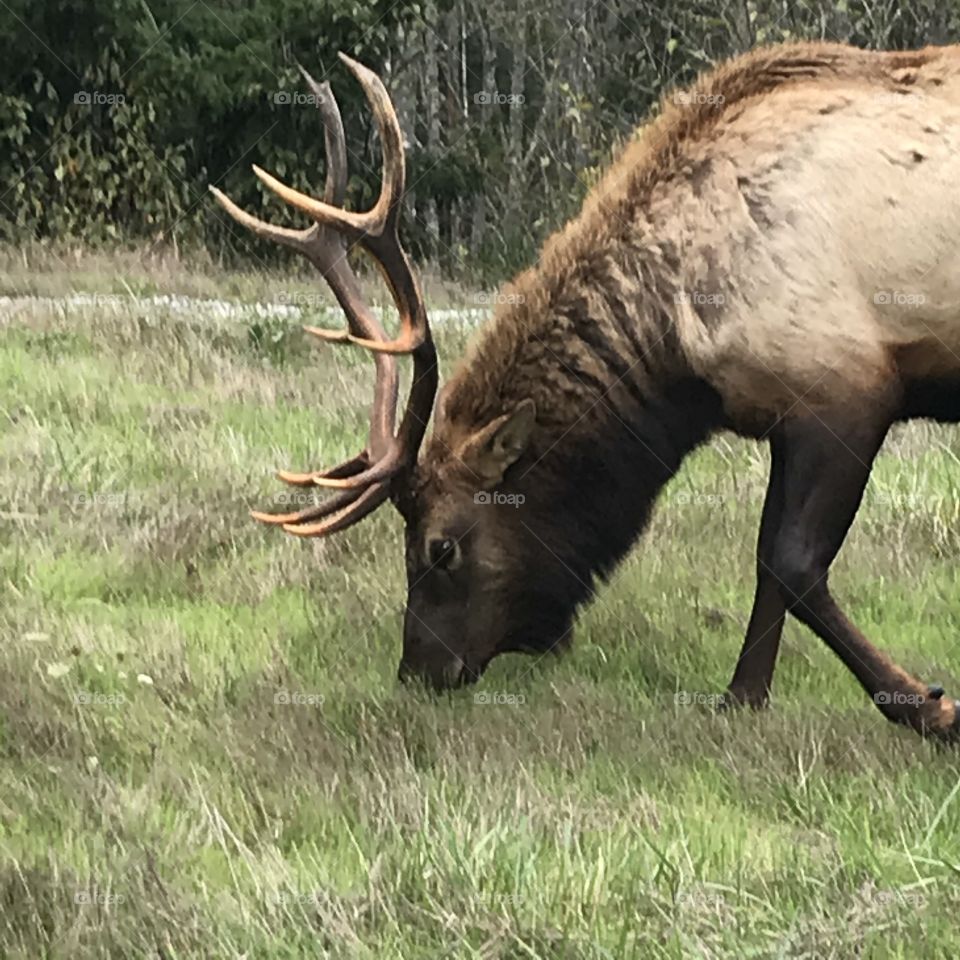 Moose, Deer, Antler, Wildlife, Mammal