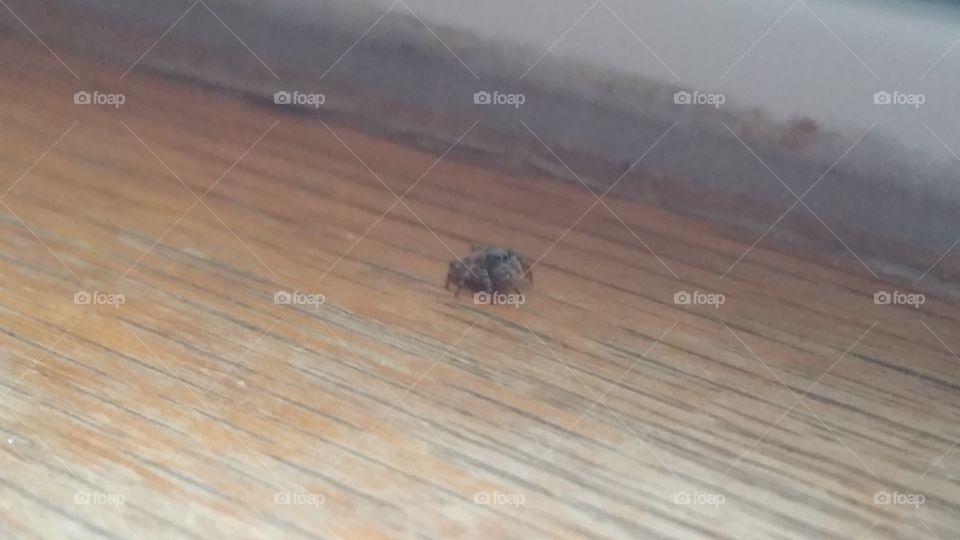Jumping spider on windowsill