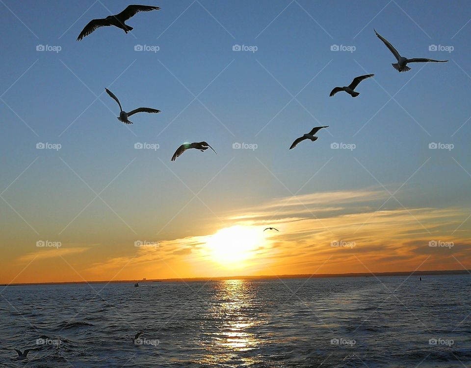 Seagulls flying at sunset