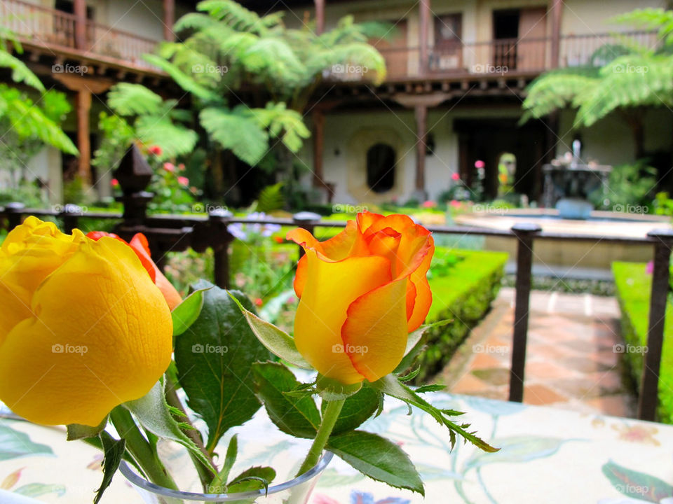 Yellow rose of San Salvador