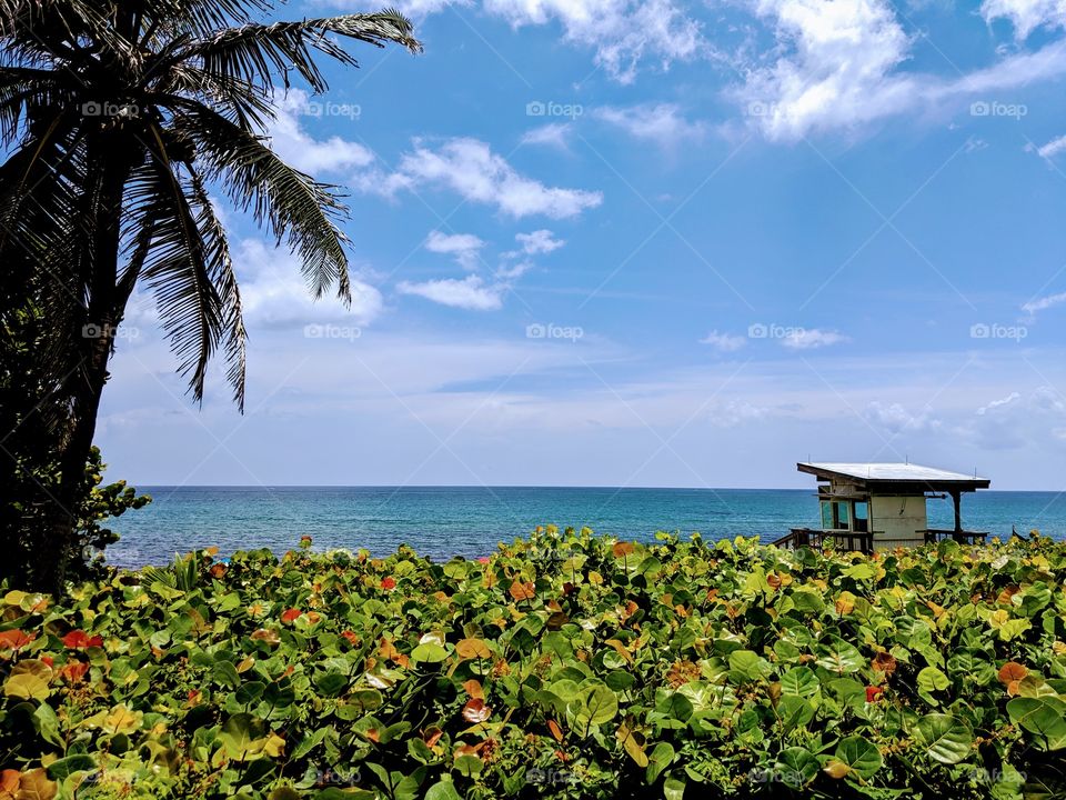 Ocean landscape and palm tree