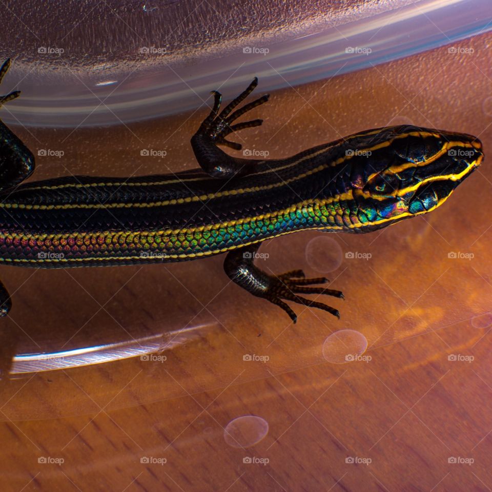 Skink iridescence