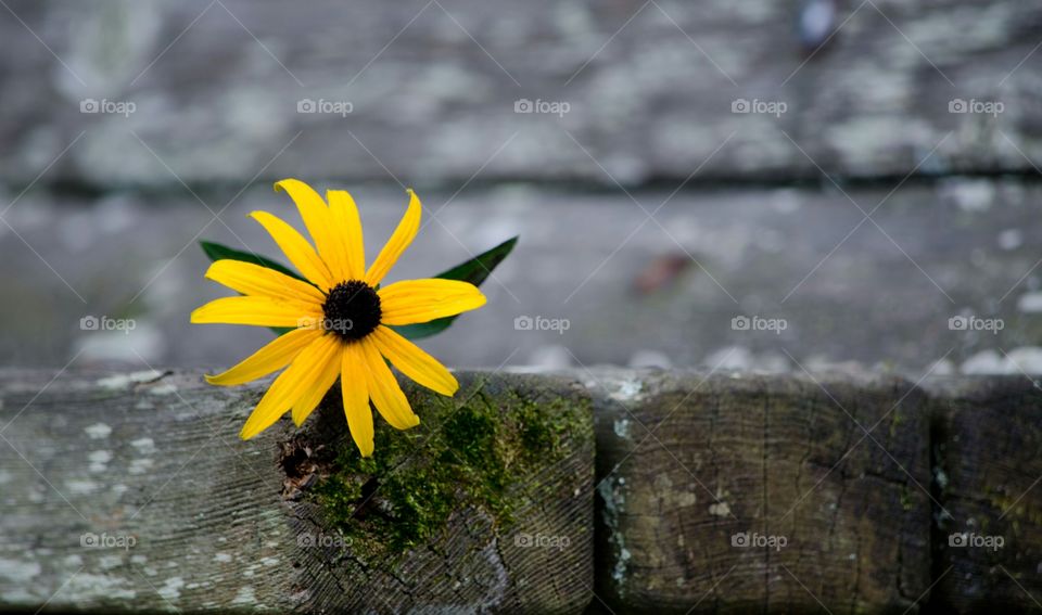 yellow in the park