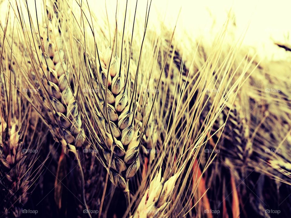 Simply wheat