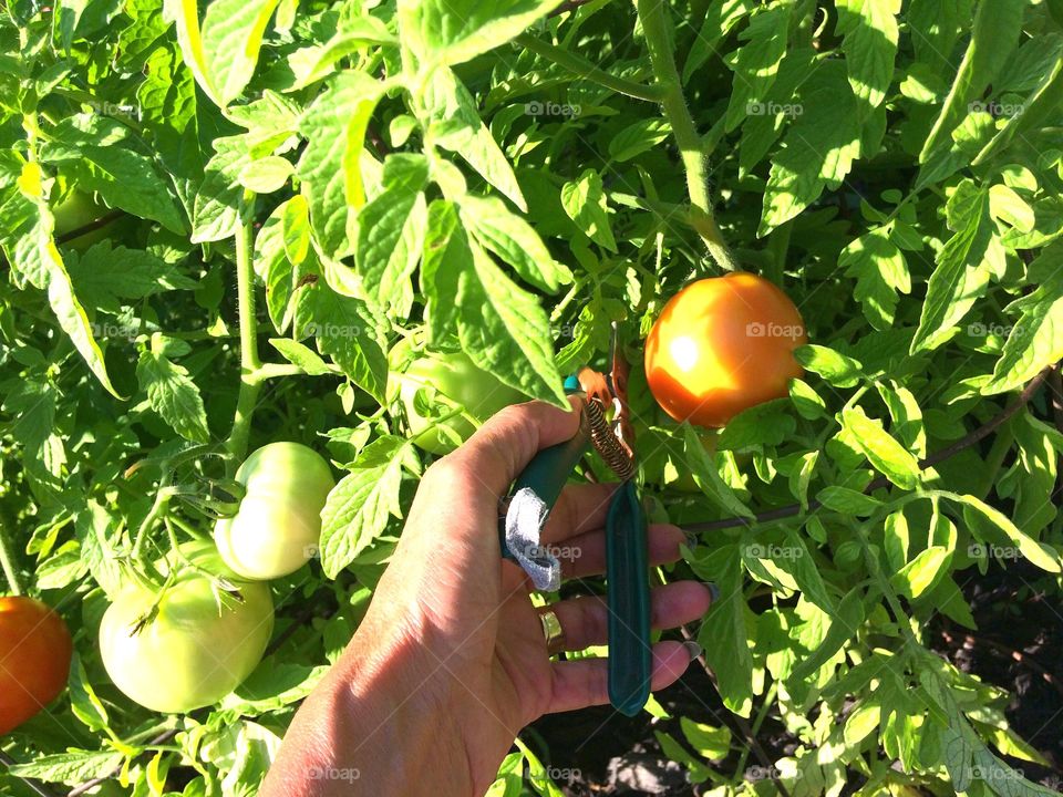 Tomatoe plant almost ready. Tomatoes are turning red , snipping a few leaves off for better lighting. 
