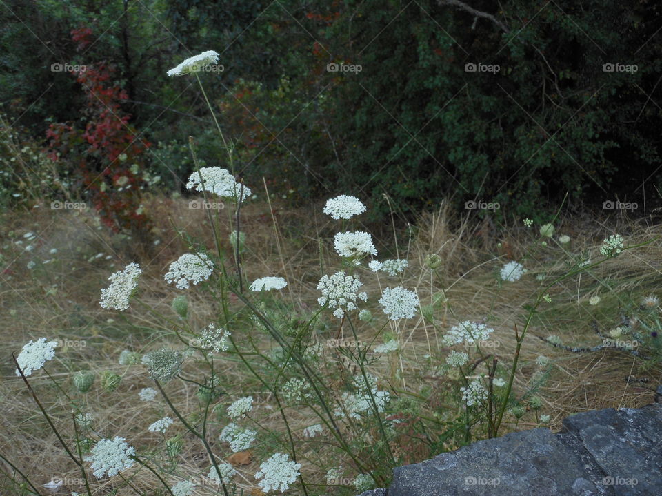 Flowers in forest