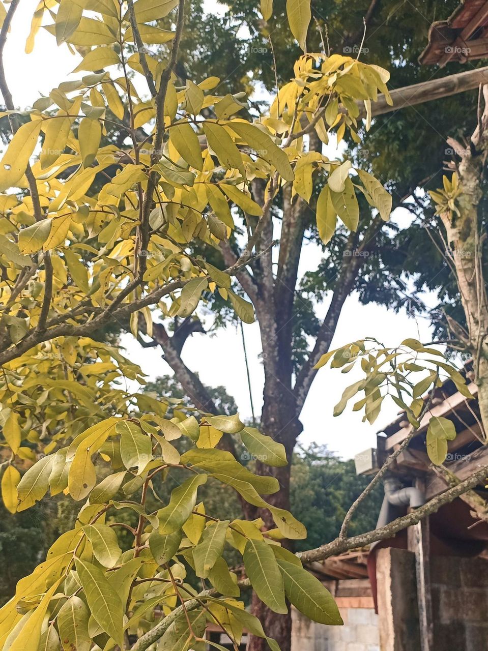 Close-up of a tree with yellow and green leaves in low angle view