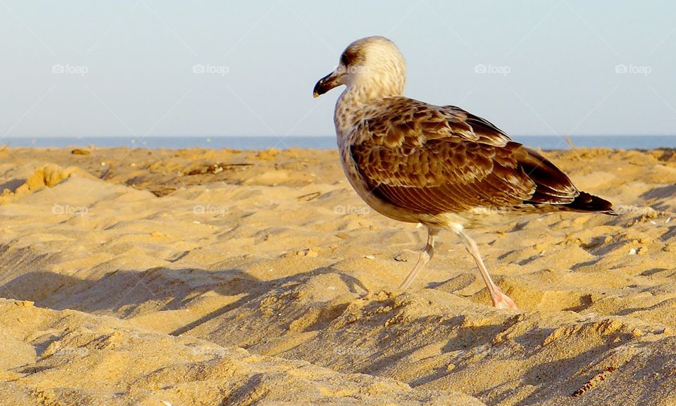 Walking seagull 