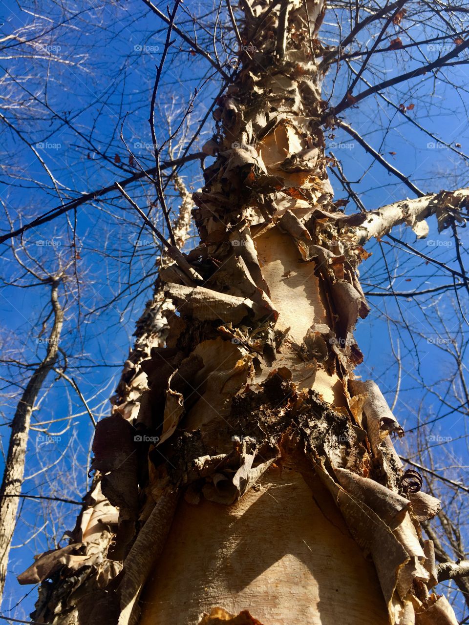 River birch...I think...