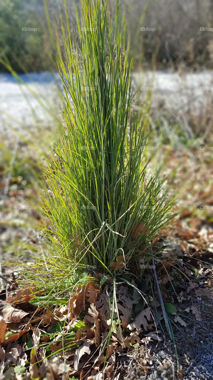 Grass