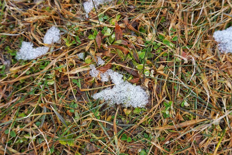 Snow on plant