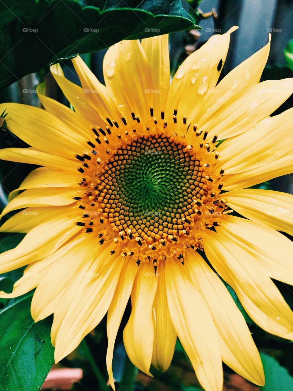 Beautiful closeup of flowering yellow sunflower . There are water droplets and a bug on the petals