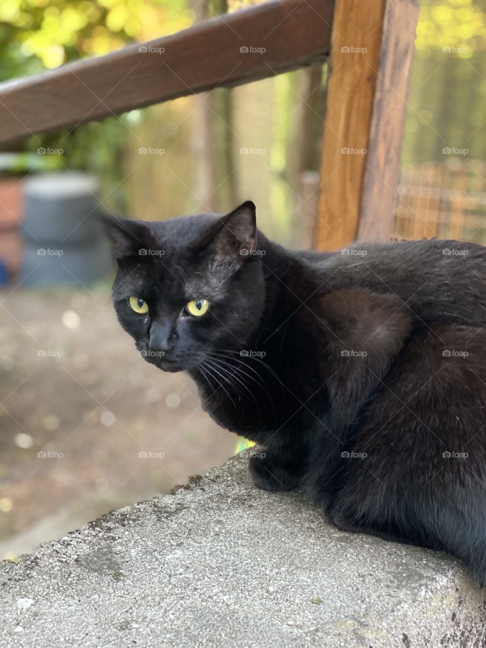 Black CAT sitting on a wall 