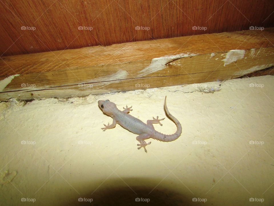a gecko after eating a cockroach