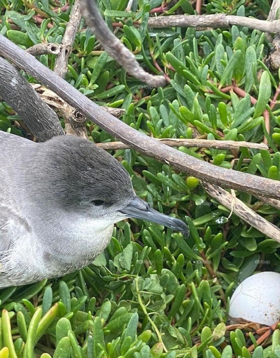 Watching the egg and future offspring