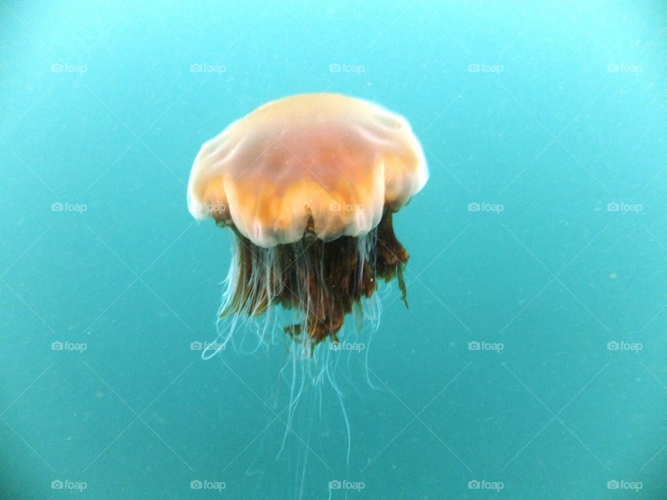 Jellyfish