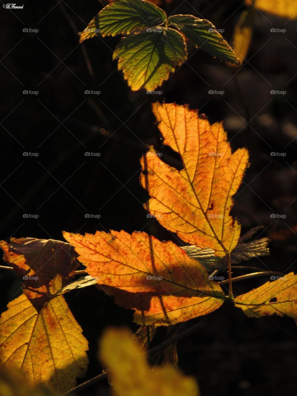 Winter leaves