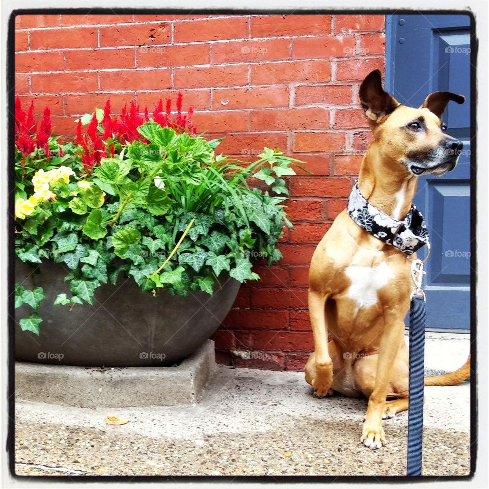 Color Pop . Spring day in Philadelphia 