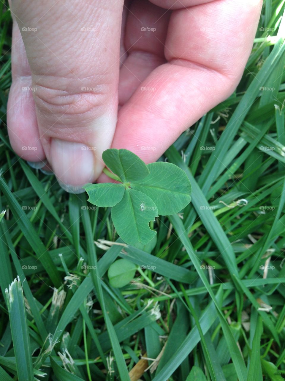 Four leaf clover