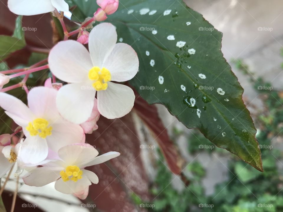 Flor de primavera blanca 