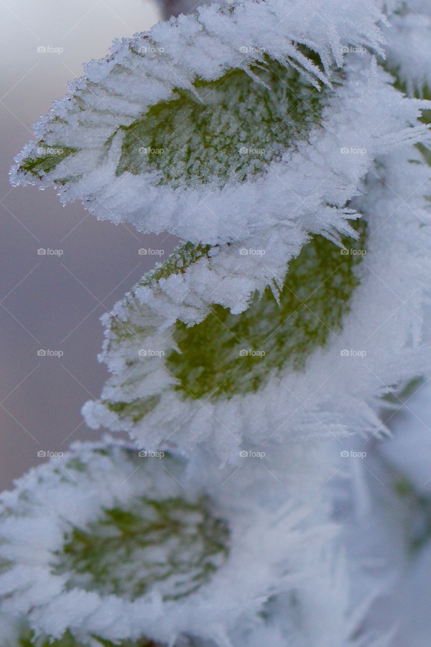 Frozen leaves in forest