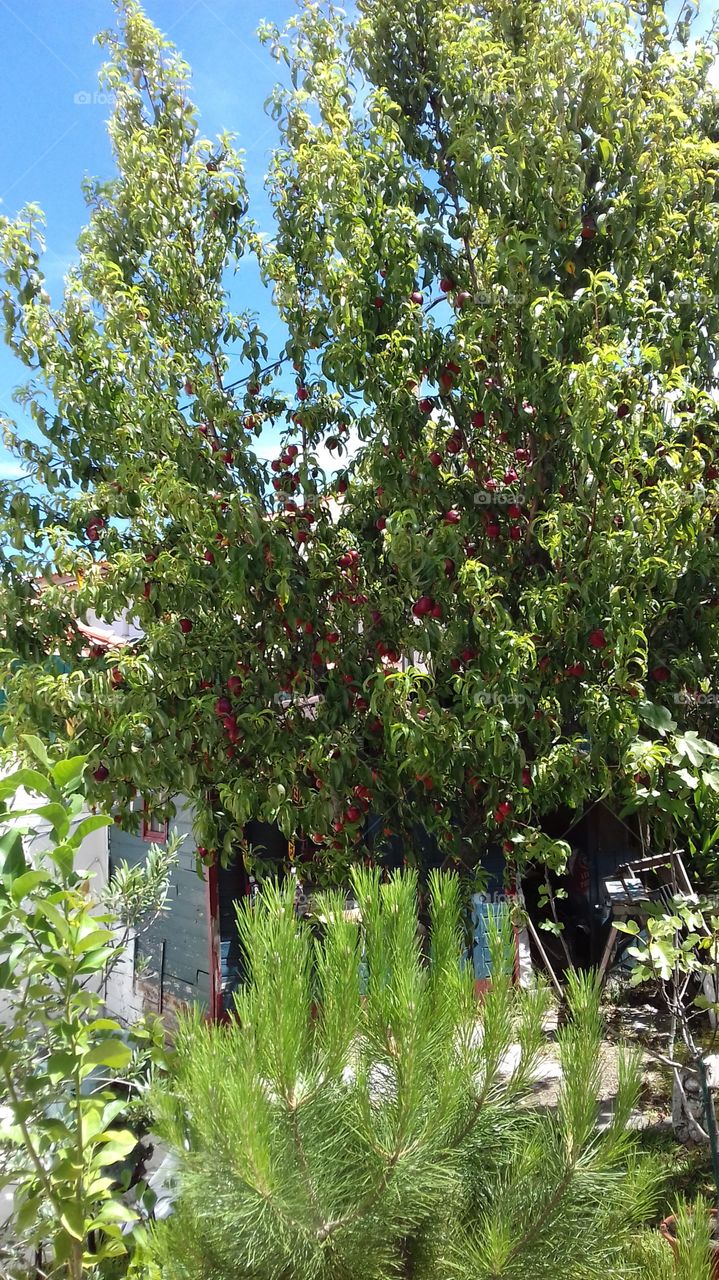 nectarine tree