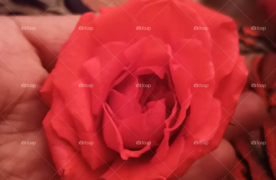 rose