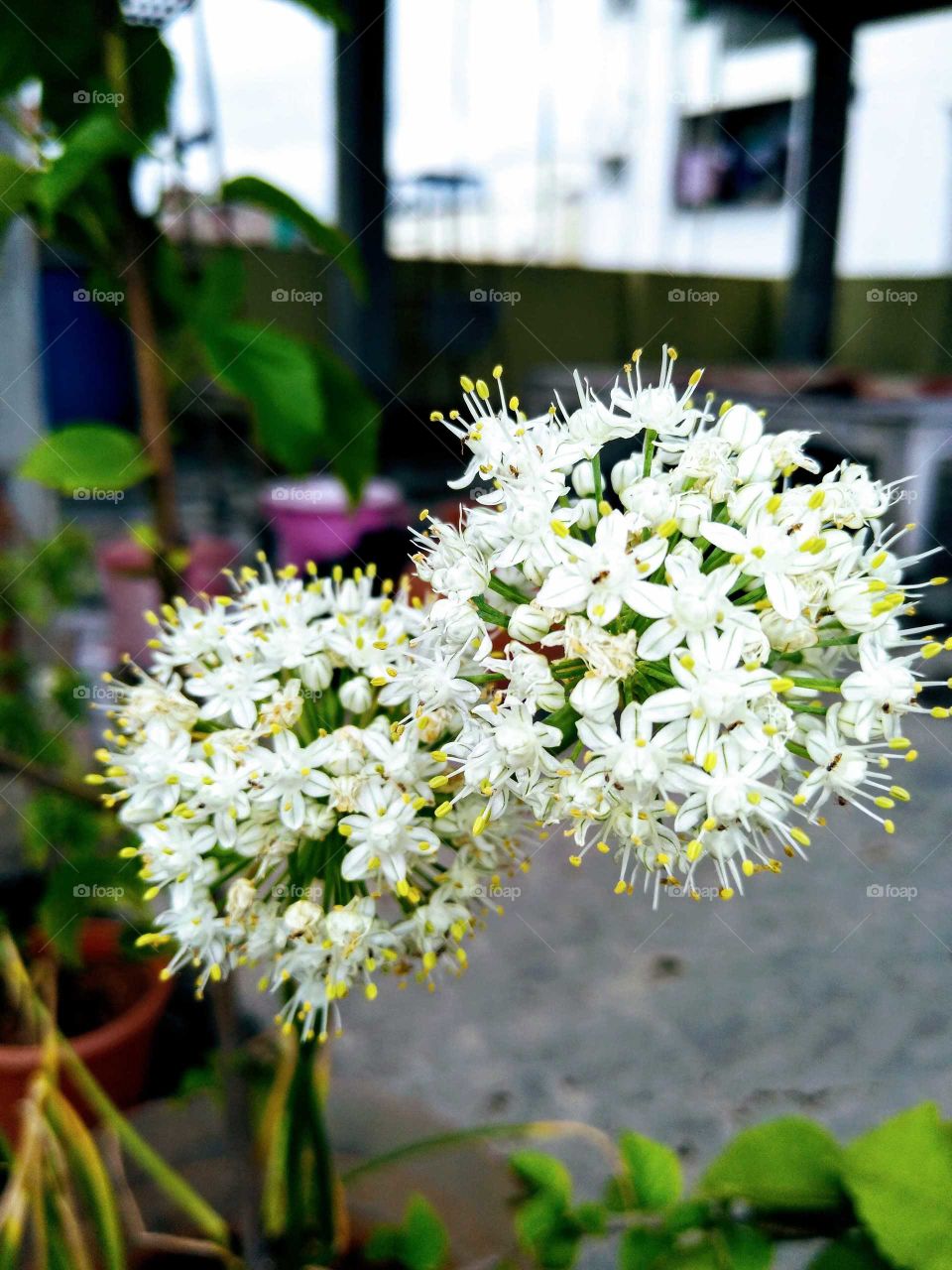 onion flowers on my terrace